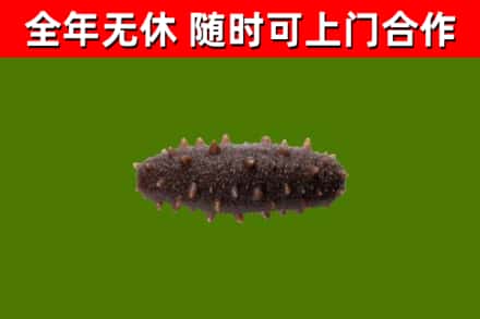 德州回收海参干